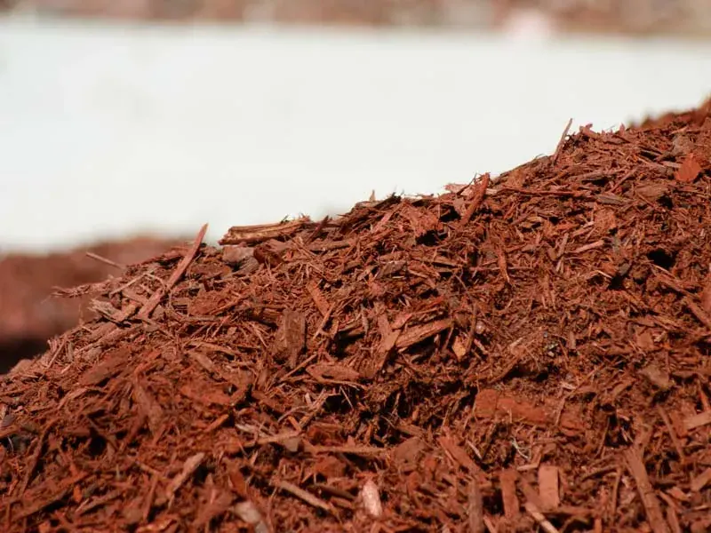5 Amazing Facts About Mulch You Didn’t Know