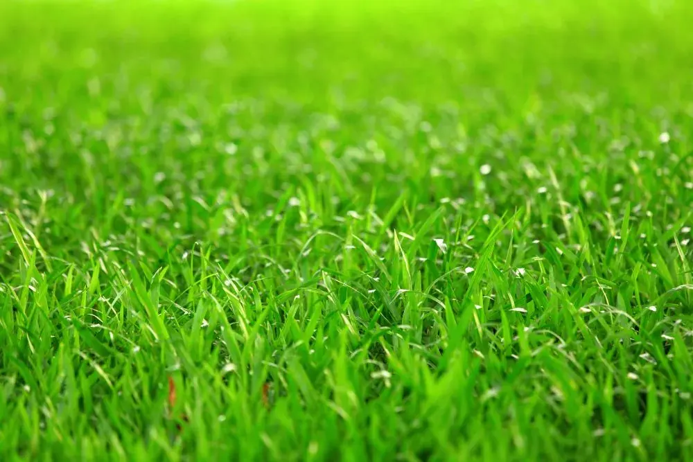 Fall Lawn Fertilizing: 2022 and Beyond!