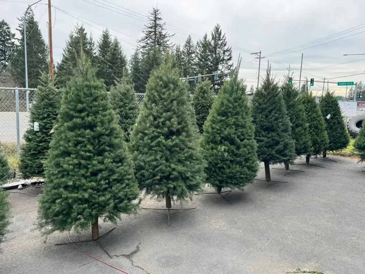 G & L Bark Supply: One Stop Shop for Your Christmas Tree and Decorations
