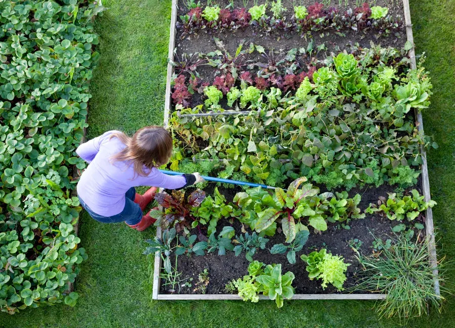 Starting Your Garden: A Guide for Washington State