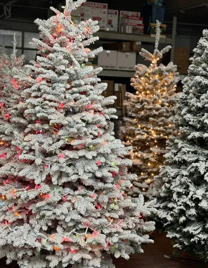 The Christmas Tree: A Tradition of Joy, Symbolism, and Beauty