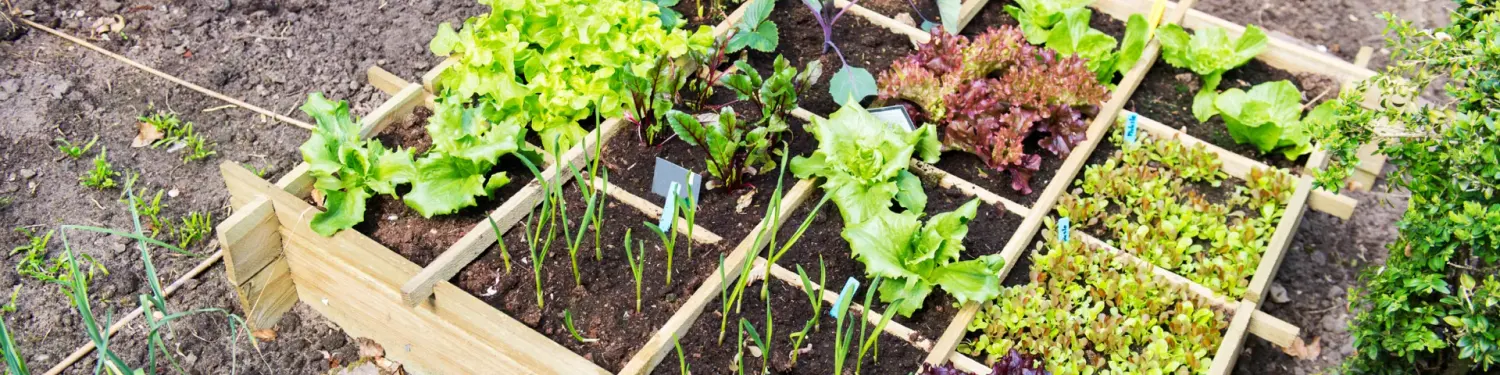 What to Plant in the Fall – Tips from Your Favorite Bark Supply Location