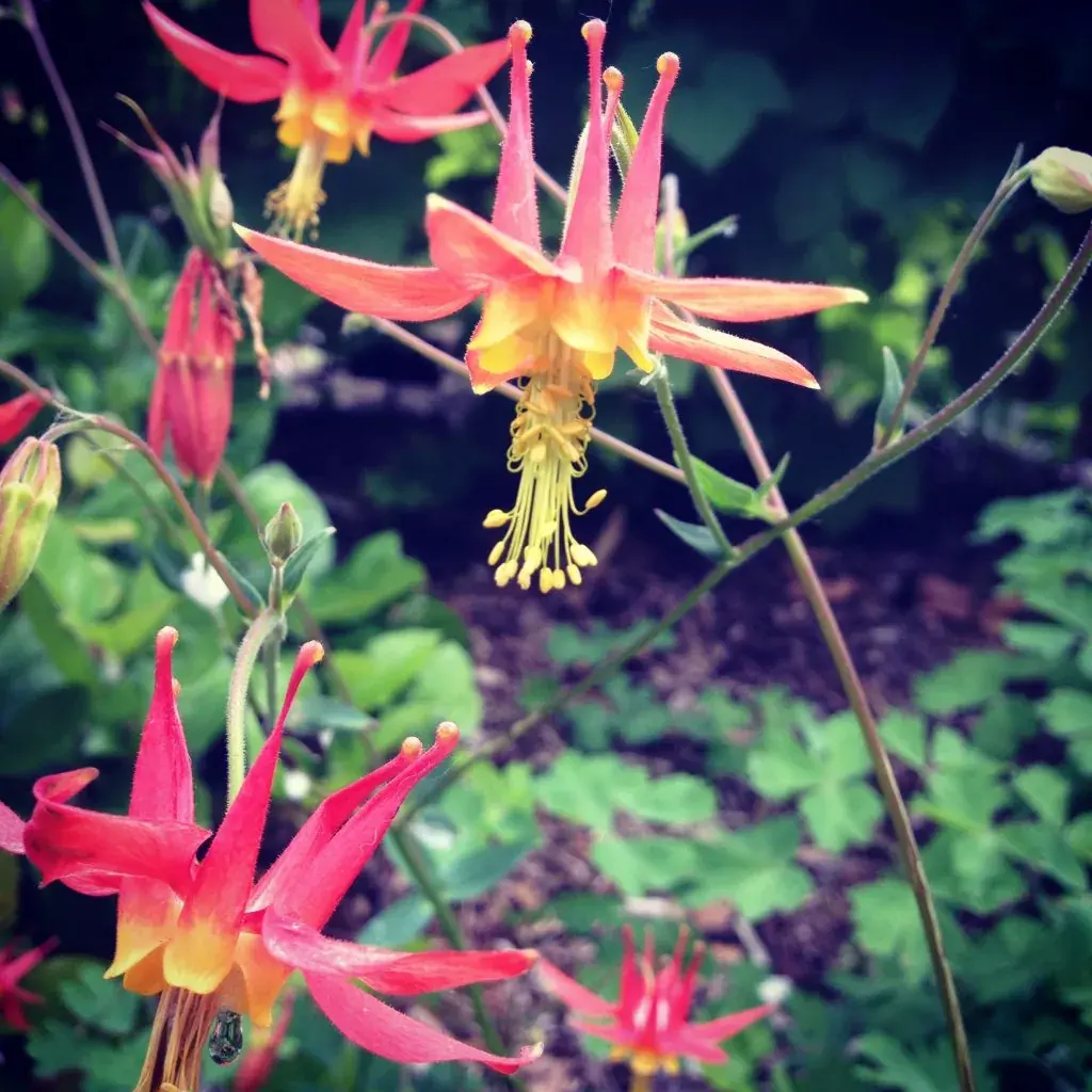 What to Plant in Your Garden: 5 Amazing Native Species